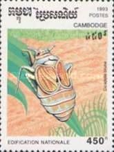 Brown Cicada (Nilaparvata lugens)