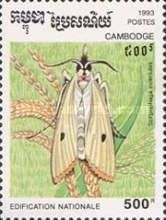 Yellow Stem Borer (Scirpophaga incertulas)