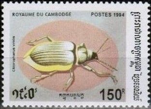 Green Weevil (Chloropanus viridis)