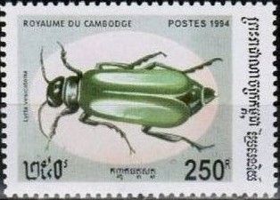 Spanish Fly (Lytta vesicatoria)