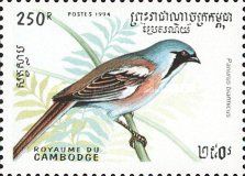 Bearded Reedling (Panurus biarmicus)