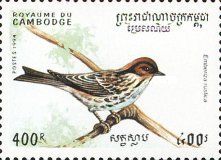 Rustic Bunting (Emberiza rustica)
