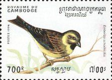 Common Reed Bunting (Emberiza schoeniclus)