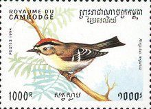 Goldcrest (Regulus regulus)