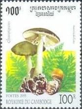 Amanita phalloides