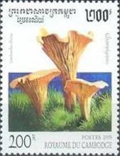 Cantharellus cibarius