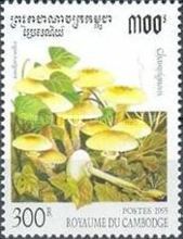 Armillariella mellea