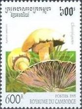 Agaricus campestris