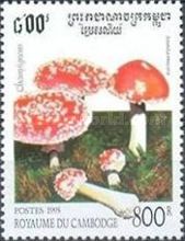 Amanita Muscaria