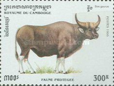 Gaur (Bos gaurus)