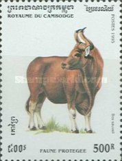 Kouprey (Bos sauveli)