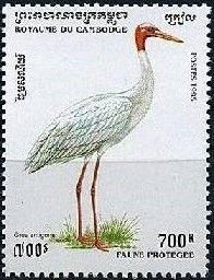 Sarus Crane (Grus antigone)
