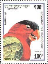 Black-capped Lory (Lorius lory)