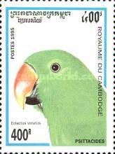 Eclectus Parrot (Eclectus roratus)