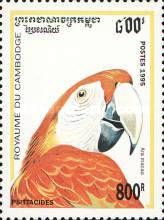 Scarlet Macaw (Ara macao)
