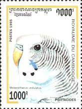 Budgerigar (Melopsittacus undulatus)