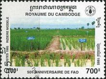 Rice field