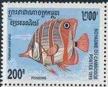 Copperband Butterflyfish (Chelmon rostratus)