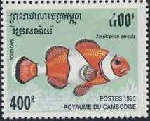 Orange Clownfish (Amphiprion percula)
