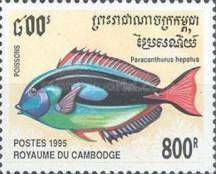 Blue Tang (Paracanthurus hepatus)