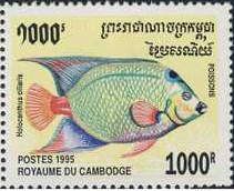 Queen Angelfish (Holacanthus ciliaris)
