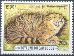 Wildcat (Felis silvestris)