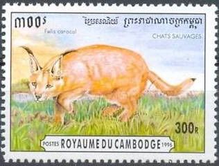 Caracal (Caracal caracal)