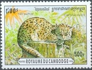 Geoffroy's Cat (Oncifelis geoffroyi)