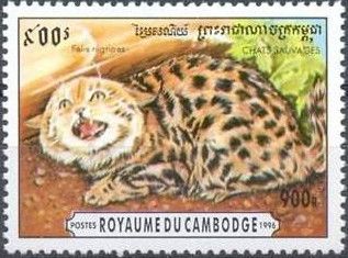 Black-footed Cat (Felis nigripes)