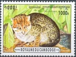 Flat-headed Cat (Prionailurus planiceps)