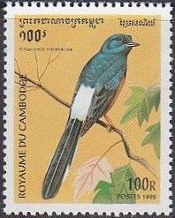 White-rumped Shama (Copsychus malabaricus)