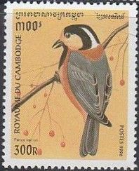 Varied Tit (Parus varius)