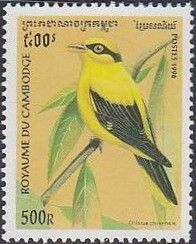 Black-naped Oriole (Oriolus chinensis)
