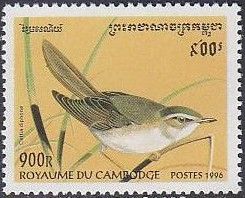 Japanese Bush Warbler (Cettia diphone)