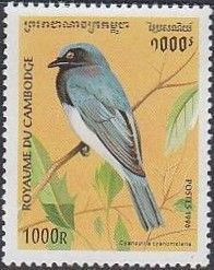 Blue-and-white Flycatcher (Cyanoptila cyanomelana)