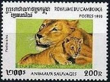 Lion (Panthera leo)