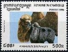 Wild Bactrian Camel (camelus bactrianus ferus)