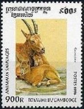 Alpine Ibex (Capra ibex)