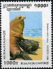 Californien Sea Lion (Zalophus californianus)
