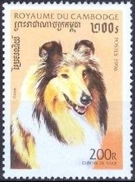 Border Collie (Canis lupus familiaris)