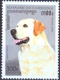 Labrador Retriever (Canis lupus familiaris)