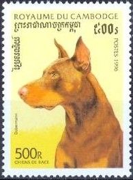 Doberman Pinscher (Canis lupus familiaris)