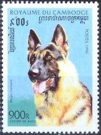 German Shepherd (Canis lupus familiaris)