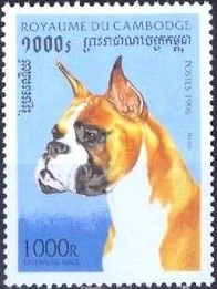 German Boxer (Canis lupus familiaris)