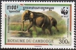 Malaysian Elephant (Elephas maximus hirsutus)