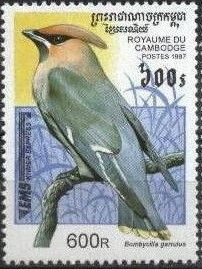 Bohemian Waxwing (Bombycilla garrulus)