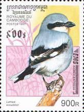 Northern Shrike (Lanius excubitor)