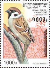 Eurasian Tree Sparrow (Passer montanus)