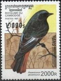 Common Redstart (Phoenicurus phoenicurus)
