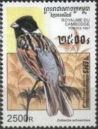 Common Reed Bunting (Emberiza schoeniclus)